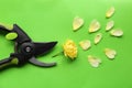 Secateur, beautiful yellow rose and petals on green background, flat lay