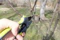 Secateur in man hand closeup