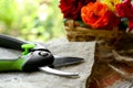 Secateur, sack cloth and beautiful flowers on table, closeup