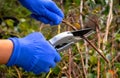 Secateurs and blue gloves. The gardening with pruner. Cutting a stem