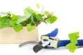 Secateurs with branches of ivy plant in a wooden crate isolated