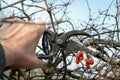 Secateurs in the hands of a gardener for the prevention and cleaning of viburnum branches from thickets. Concept of caring for