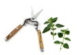 Secateurs and Marjoram Herb Royalty Free Stock Photo