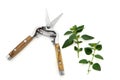 Secateurs and Marjoram Herb