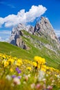 Seceda Mount, green fields and flowers in the Dolomites Alps