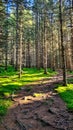 Seckauer Zinken - Hiking trail through a dense forest in the Lower Tauern in Styria, Austria