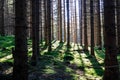 Seckauer Zinken - Morning vibes of sun rays shinning through dense forest in Styria, Austria