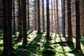 Seckauer Zinken - Morning vibes of sun rays shinning through dense forest in Styria, Austria