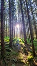 Seckauer Zinken - Morning vibes of sun rays shinning through dense forest in Styria, Austria