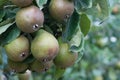 Seckel pears Royalty Free Stock Photo