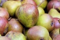 Seckel Pears 836728