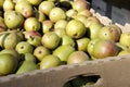 Seckel Pears Royalty Free Stock Photo