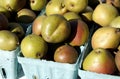 Seckel Pears Royalty Free Stock Photo
