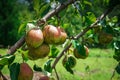 Seckel pears hang on a tree branch. Royalty Free Stock Photo