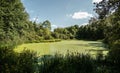 A Secluded Algae Covered Pond