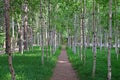 Birch trees replantation at Nami Island with green grass Royalty Free Stock Photo