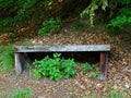 Secluded bench in the woods