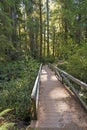 Secluded Bridge in the Redwood Forest