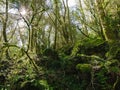 The secluded forest of Salt de Can Batlle in la Garrotxa