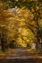Secluded Narrow Lane Road Tree Leaves Autumn Season Fall Colors Royalty Free Stock Photo