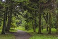 A secluded path in an old garden