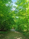 Secluded path in the Woods