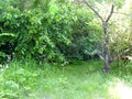 Secluded Place of the Old Unmaintained Garden with Bushes and De Royalty Free Stock Photo