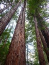 Towering Redwood Grove in Garland Ranch Regional Park Royalty Free Stock Photo