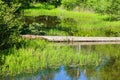 Secluded Woodland Pond Marsh Royalty Free Stock Photo