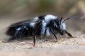 Second generation ashy mining bee (Andrena cineria)