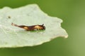 Second instar of a tiny Puss Moth Caterpillar Cerura vinulais feeding on an Aspen tree leaf Populus tremula in woodland.