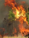 Second Largest Disaster Name is Forest Fire Royalty Free Stock Photo