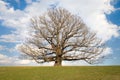 Second oldest White Oak tree in USA