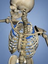 Second Rib, Rib Cage, 3D Model