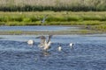 Second Summer Great Black-Backed Gull Drying Off Royalty Free Stock Photo