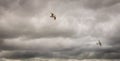 A second world war plane flying through storm clouds with a seagull Royalty Free Stock Photo