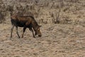 A Moose Calf Grazing in a Meadow Royalty Free Stock Photo