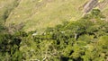 Secondary Forest in the Atlantic forest domain