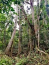 Secondary forest in Thomson nature park