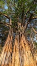 Tall Banyan tree at sunrise in a public park