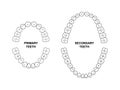 Secondary and primary teeth anatomy. Child and adult jaw illustration. Adult and child tooth arrival chart. Secondary