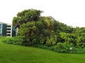 Secondary rainforest at Chuan Lane Royalty Free Stock Photo