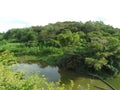 Secondary rainforest at Sungei Serangoon Royalty Free Stock Photo