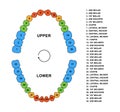 Secondary teeth dentition anatomy with descriptions. Adult upper and lower jaw parts - molar, bicuspid, cuspid and Royalty Free Stock Photo