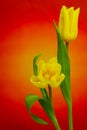 Yellow tulips against bright red orange abstract background Royalty Free Stock Photo