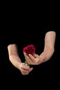 secret admirer, unknown man in love gives rose, holds flower in his hands Royalty Free Stock Photo