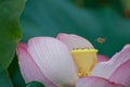 Secret of bee and Lotus Royalty Free Stock Photo