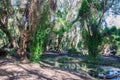 Secret Garden: Careniup Wetlands