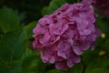 Beautiful flower violet sun.Symbol of the princess of the Sacred Roman Empire - a hydrangea Royalty Free Stock Photo