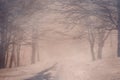 Secret pathway in the mystery forest with snow Royalty Free Stock Photo